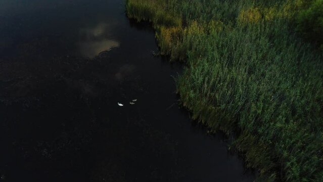 Swan with chicks in Vacaresti Delta
