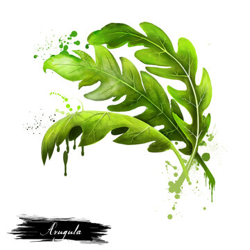 Arugula icon. Eruca sativa. Annual plant known as salad rocket, rucola rucoli rugula colewort roquette, and arugula. Plant of the Brassicaceae family. Garden rocket, rocket and eruca. Digital art
