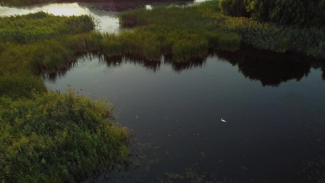 the swan on the Vacaresti lake