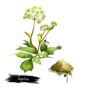 Angelica forest or woodland. Angelica sylvestris. Species of genus Apiaceae. Large bipinnate leaves and compound umbels of white or greenish-white flowers. Dried Garden Angelica. Digital art image