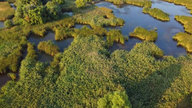 Wild Delta in the city - Vacaresti, Romania