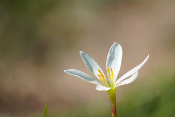 Fototapeta premium タマスダレ（レインリリー）