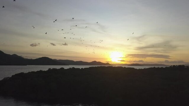 Evening spectacle of flying foxes close to Komodo Island, Indonesia