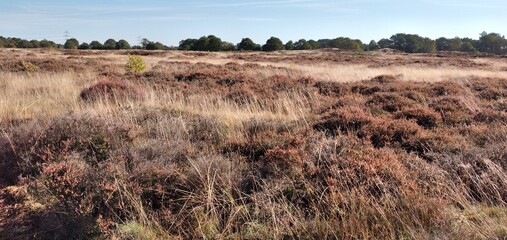 Heidelandschaft bei Sorgwohld, Schleswig-Holstein