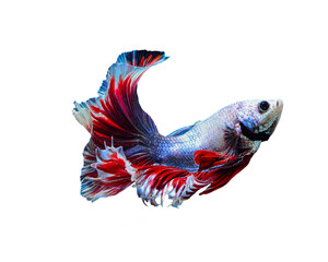Water Splash On Siamese fighting fish, betta fish isolated on transparent background (.PNG)