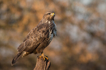 Majestic common buzzard, buteo buteo, sitting on stump in autumn. Magnificent bird of prey looking...