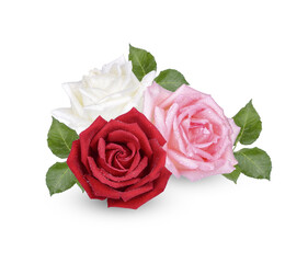 Rose with water drops isolated on transparent background. (.PNG)