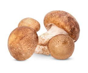 Fresh Shiitake mushroom isolated on transparent background (.PNG)