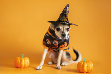 Halloween Dog, puppy in witch hat with halloween decoration, trick or treat, Halloween card