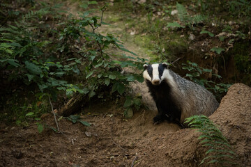European badger, meles meles, climbs out of the den in summer forest. Black and white mammal with stripes peeking out of the hole. Nocturnal animal looking in woodland. © WildMedia