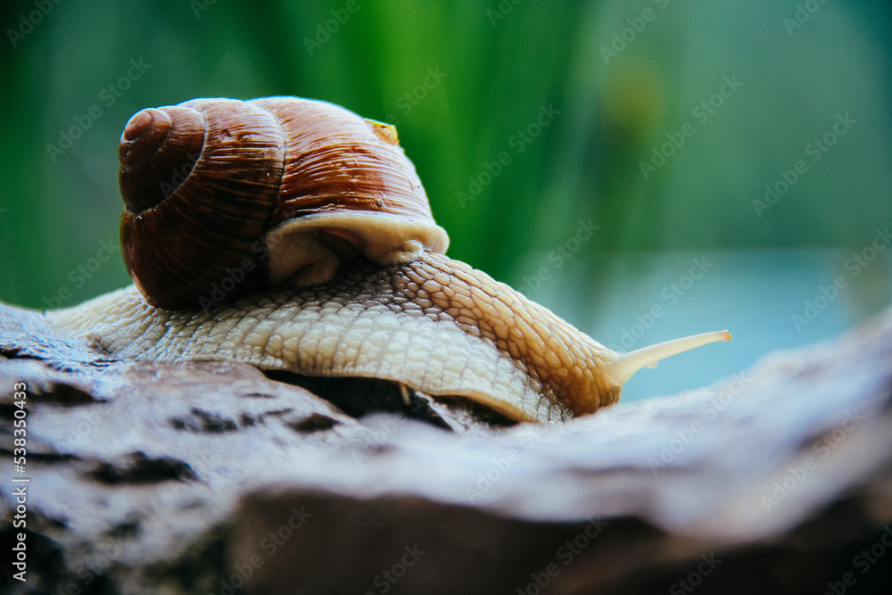 Wall mural snail on a log