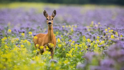Fotobehang Roe deer, capreolus capreolus, standing in colorful wildflowers with copy space. Female mammal looking to the camera in yellow and purple flowers. Doe watching on field. © WildMedia