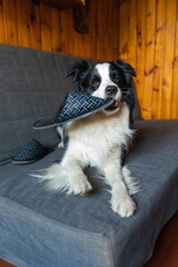 Naughty playful puppy dog border collie after mischief biting slipper lying on couch at home....
