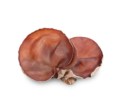 black ear mushroom isolated on transparent background (.PNG)