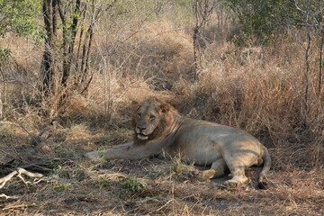 Fototapeta na wymiar Young lion resting after eating in the shadow - Kruger National Park, South Africa