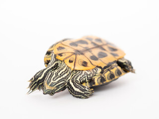 A red-eared turtle lies upside down on a white background, a place for text