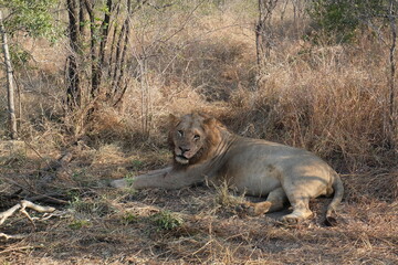 Naklejka na ściany i meble Young lion resting after eating in the shadow - Kruger National Park, South Africa