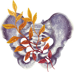 Illustration pelvic bones with flowers and sprouts print anatomy