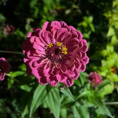 pink dahlia flower