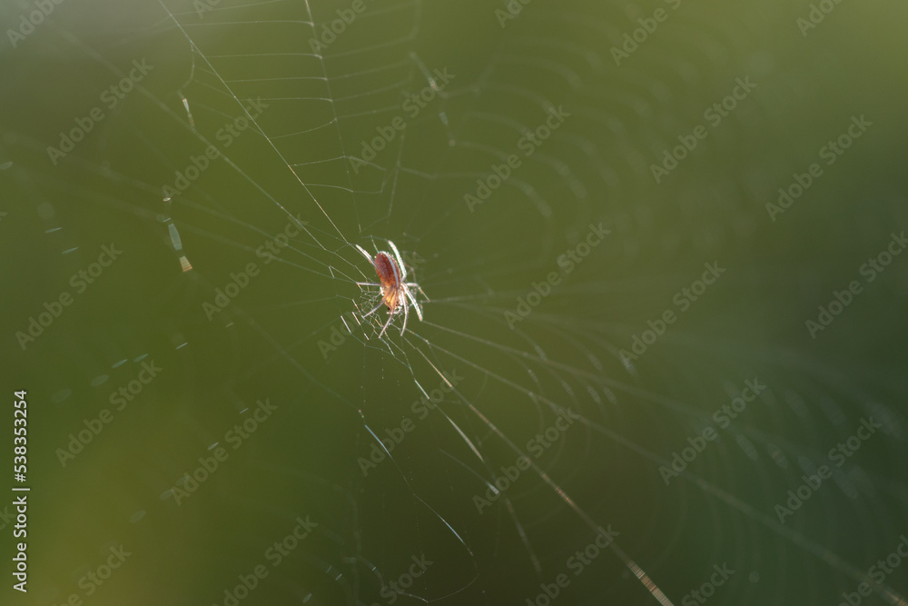 Wall mural a spider web with the spider in the center of it with bokeh background