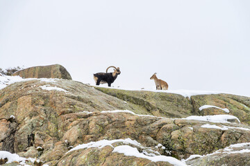A large mountain goat and a female on the snow-capped mountain.