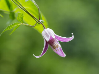 高嶺半鐘蔓の花