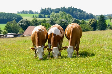 Naklejka na ściany i meble Three cows on the pasture