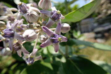 Obraz premium Close up of violet Crown flower or Calotropis gigantea