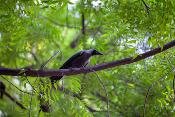Corvid on a branch in India