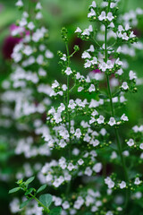 カラミントの白い花