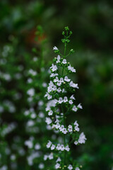 カラミントの白い花