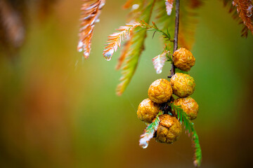 close-up, larch, forest, larch, pine cones, fruit