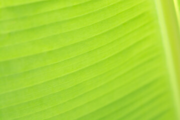 Soft focus green leaf nature background