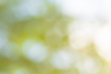 Natural green yellow blurred background. Green yellow bokeh on nature defocus abstract blur background. Abstract background in yellow and green tones. Natural outdoors bokeh background in green 