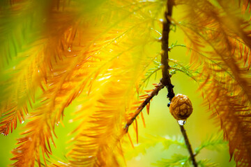 close-up, larch, forest, larch, pine cones, fruit