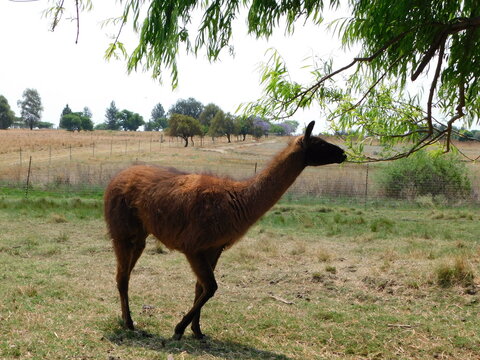 Closeup portrait view of a large brown Llama standing under a Willow Tree whilst nibbling the bright green leaves from the branches, in Gauteng, South Africa
