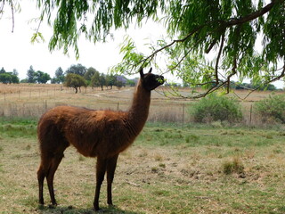 Closeup portrait view of a large brown Llama standing under a Willow Tree whilst nibbling the...