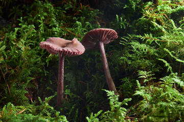 Laccaria bicolor. View of Laccaria bicolor mushrooms growing in the forest