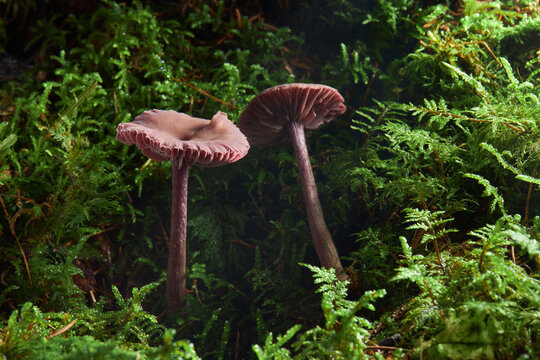 Laccaria bicolor. View of Laccaria bicolor mushrooms growing in the forest