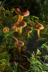 Craterellus tubaeformis. Edible mushrooms with excellent taste. Group of edible mushrooms in the forest