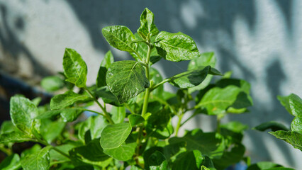 Ashwagandha plant known as Withania somnifera. Indian ginseng herbs, poison gooseberry, or winter cherry. Ashwagandha Benefits For Weight Loss and healthcare