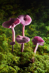 Amethyst deceiver (Laccaria amethystina or Violetter Lacktrichterling). It is a small brightly colored mushroom. It is edible mushroom.