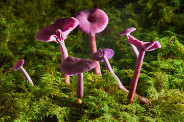Amethyst deceiver (Laccaria amethystina or Violetter Lacktrichterling). It is a small brightly colored mushroom. It is edible mushroom.