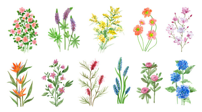 A collection of colorful flowers. Sketches of blossom with stalks and leaves. An isolated set of different florets. A bush of wild roses. A spring yellow bloom twig. Watercolor painting. png