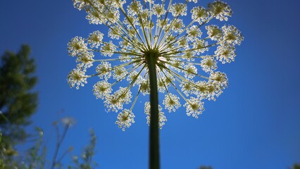 flower and sky