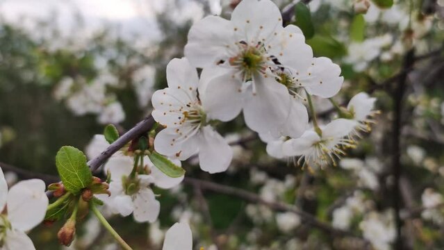 Apple Orchard in Full Bloom. Blooming apple tree in spring time.