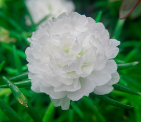 close up of white moss rose flower