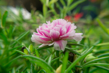 close up of colorful portulaca or moss rose flower