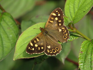 Obraz na płótnie Canvas Speckled Wood Butterfly