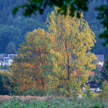 Bleist&auml;tter Moor K&auml;rnten